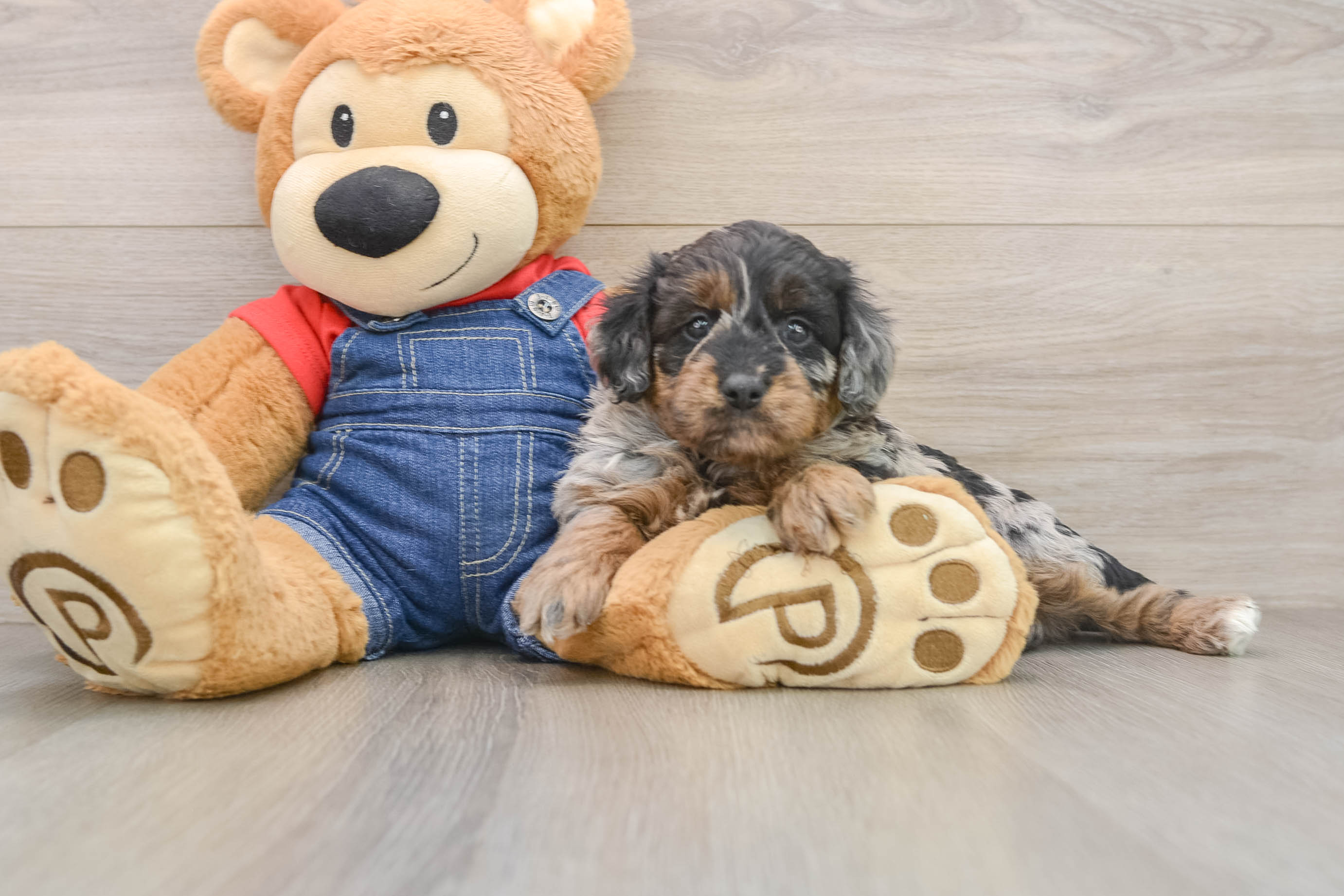 Mini Goldendoodle Pup Being Cute