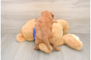 Adorable Golden Retriever Poodle Mix Poodle Mix Puppy
