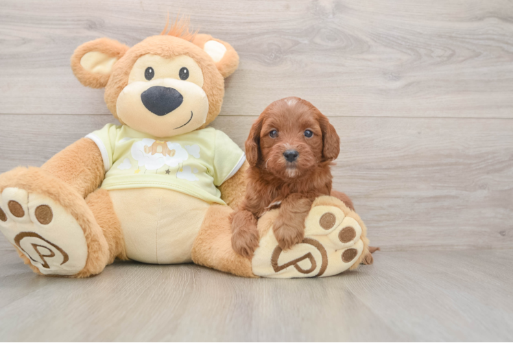 Best Mini Goldendoodle Baby