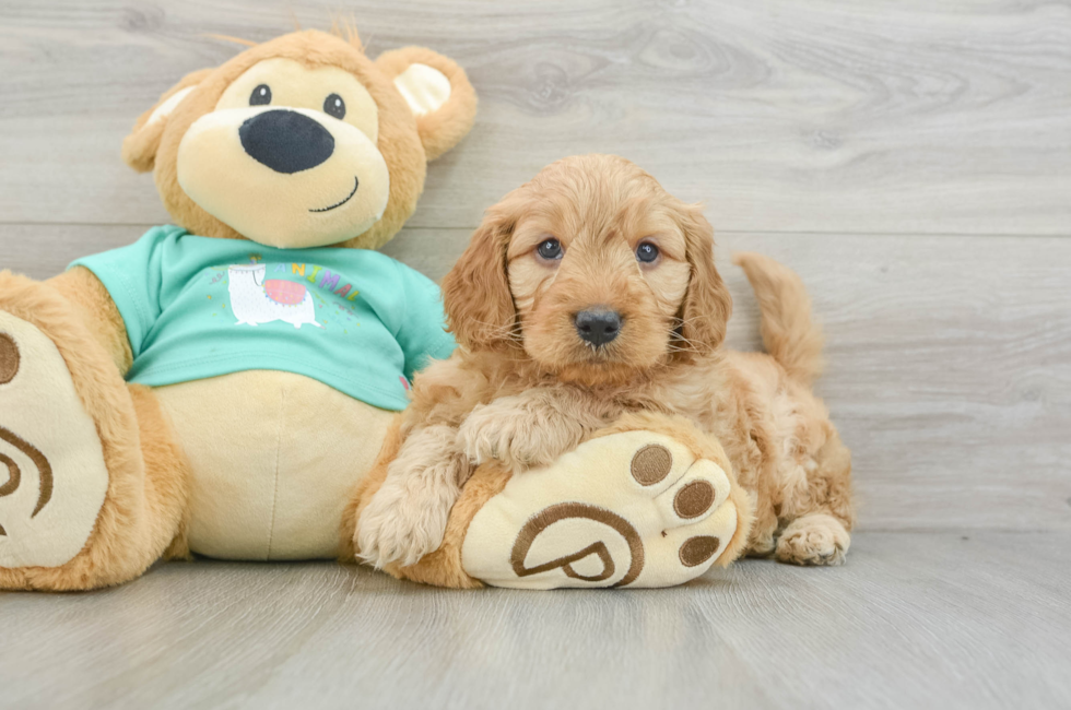 5 week old Mini Goldendoodle Puppy For Sale - Lone Star Pups