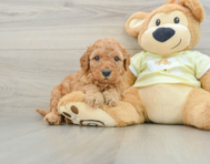 8 week old Mini Goldendoodle Puppy For Sale - Lone Star Pups