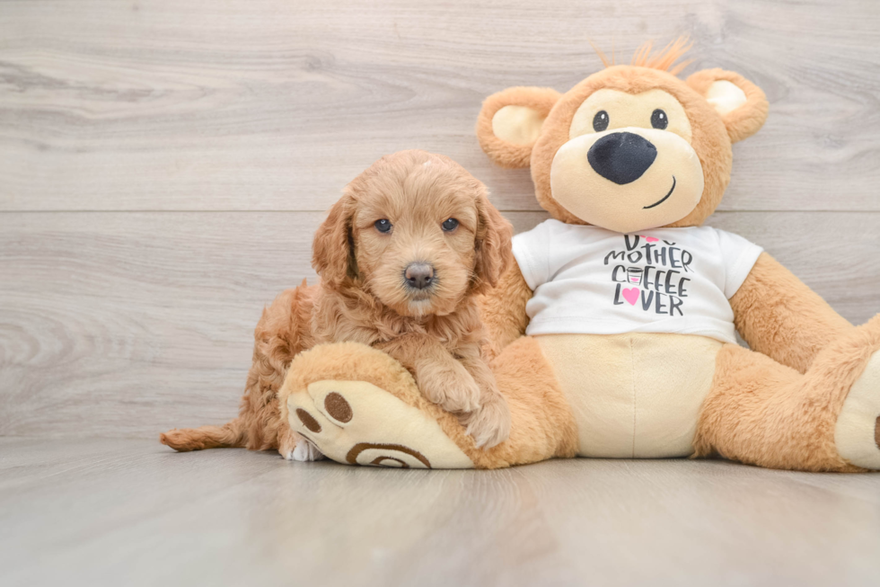 Best Mini Goldendoodle Baby