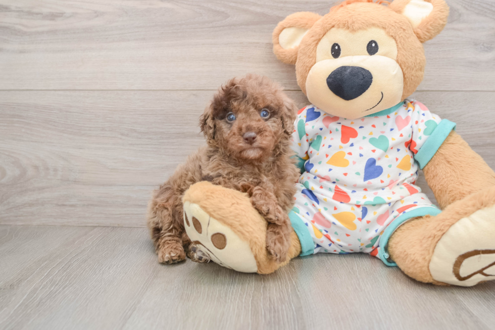 Mini Goldendoodle Puppy for Adoption