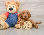 5 week old Mini Goldendoodle Puppy For Sale - Lone Star Pups