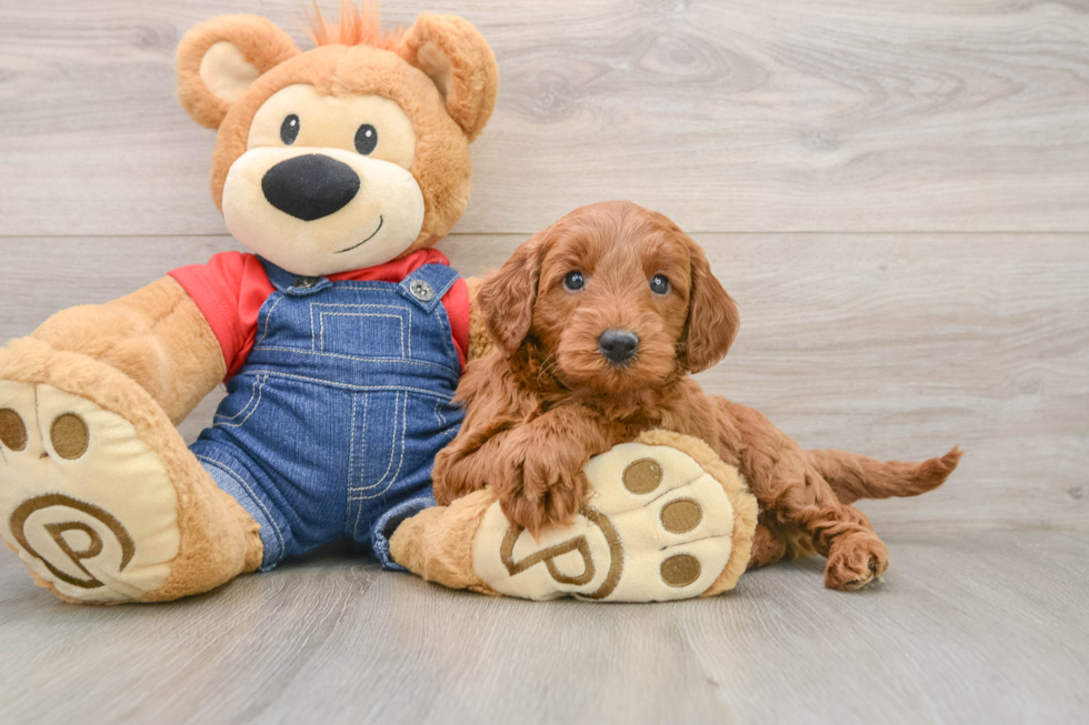 Mini Goldendoodle Pup Being Cute