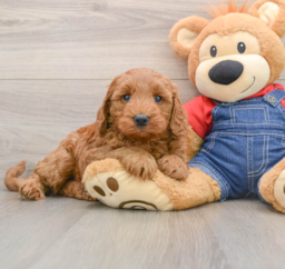 7 week old Mini Goldendoodle Puppy For Sale - Lone Star Pups
