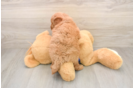 Mini Goldendoodle Pup Being Cute