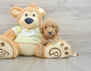 6 week old Mini Goldendoodle Puppy For Sale - Lone Star Pups