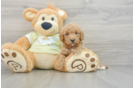 Funny Mini Goldendoodle Poodle Mix Pup