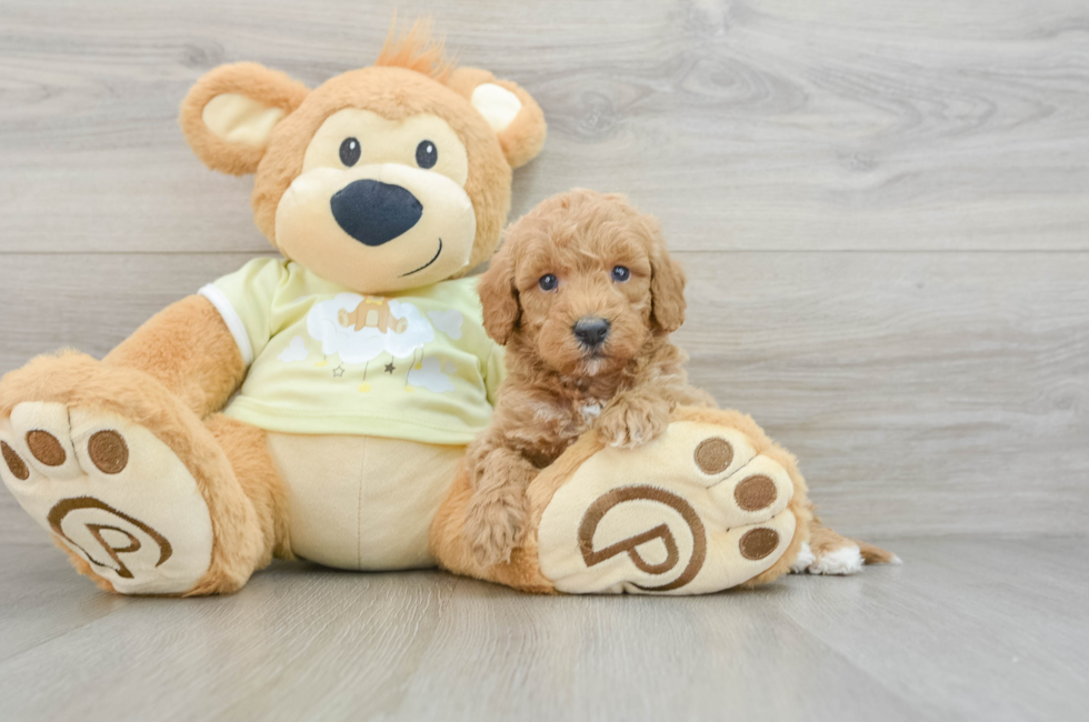 6 week old Mini Goldendoodle Puppy For Sale - Lone Star Pups