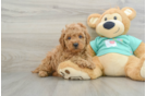 Energetic Golden Doodle Poodle Mix Puppy