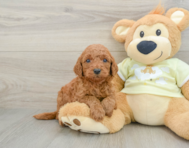 8 week old Mini Goldendoodle Puppy For Sale - Lone Star Pups