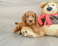 7 week old Mini Goldendoodle Puppy For Sale - Lone Star Pups