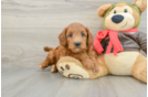 Energetic Golden Doodle Poodle Mix Puppy