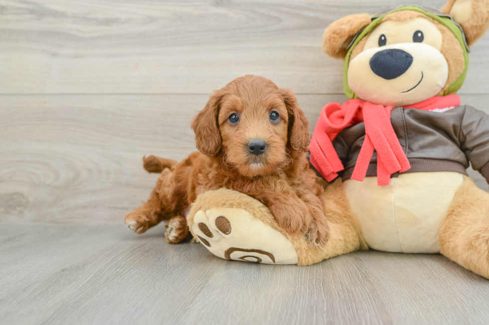 Energetic Golden Doodle Poodle Mix Puppy
