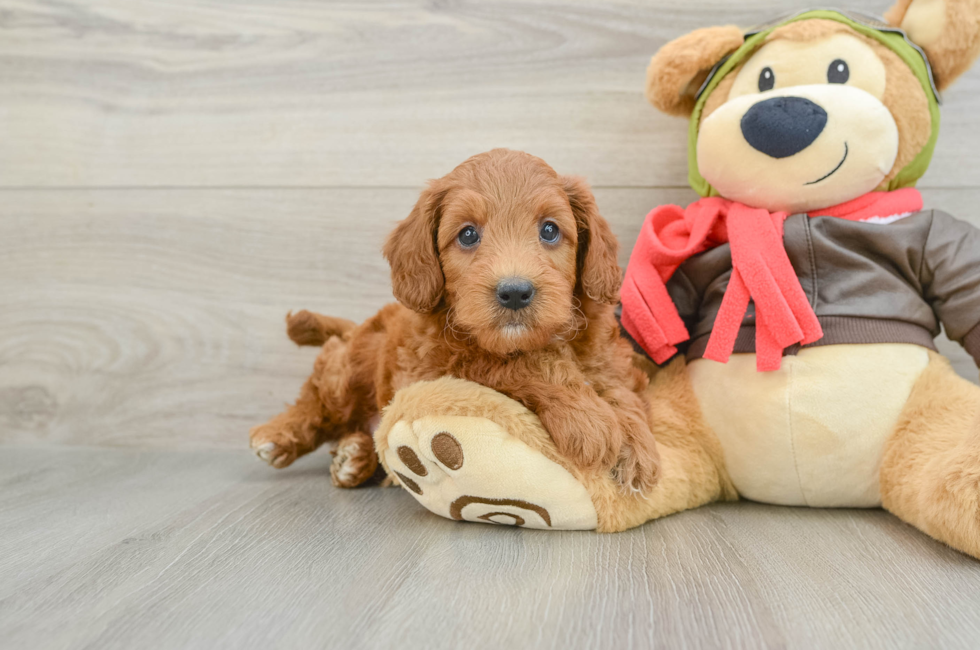 5 week old Mini Goldendoodle Puppy For Sale - Lone Star Pups