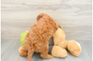 Happy Mini Goldendoodle Baby