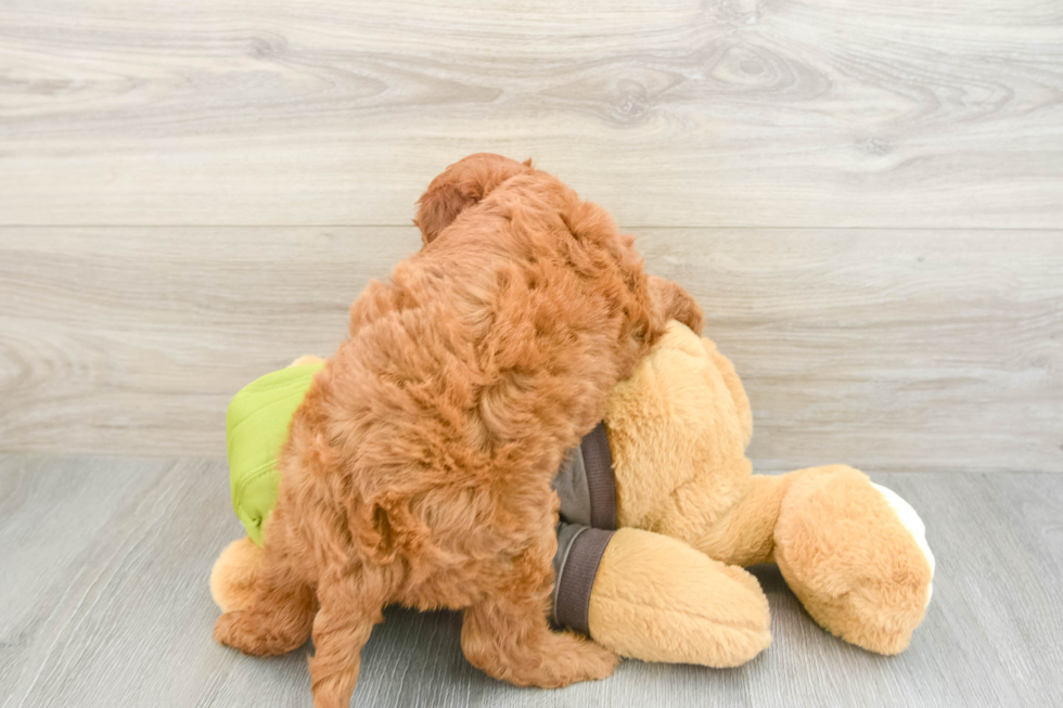 Happy Mini Goldendoodle Baby