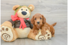 Little Mini Goldenpoo Poodle Mix Puppy