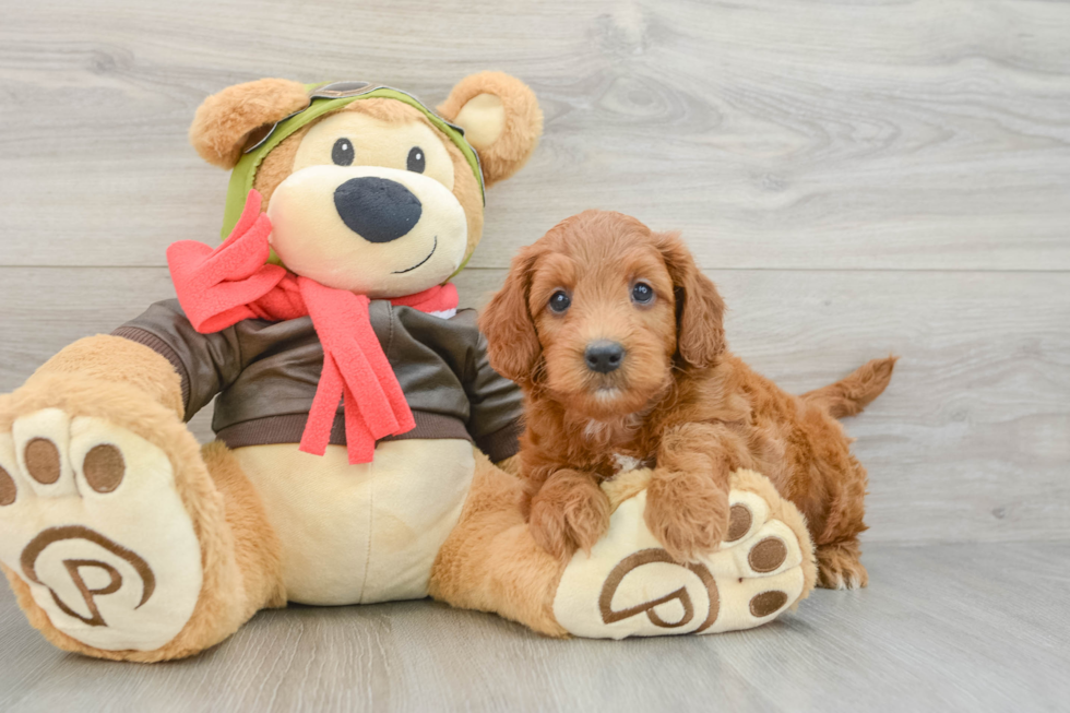 Little Mini Goldenpoo Poodle Mix Puppy