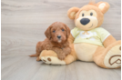 Best Mini Goldendoodle Baby