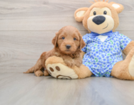7 week old Mini Goldendoodle Puppy For Sale - Lone Star Pups