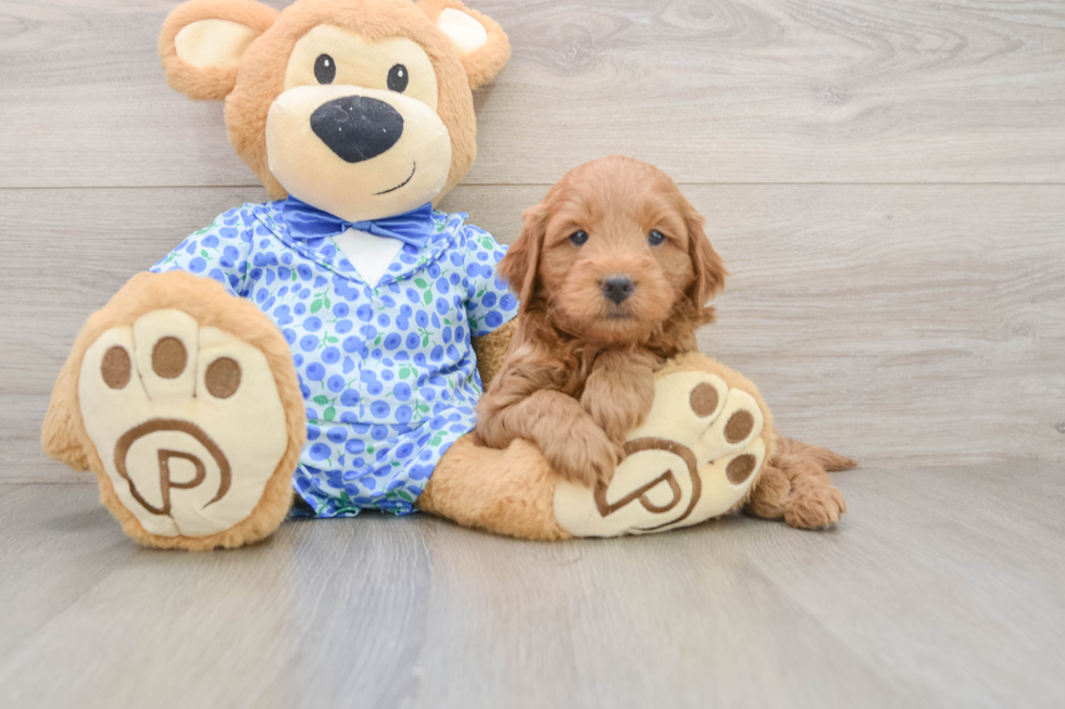Mini Goldendoodle Puppy for Adoption