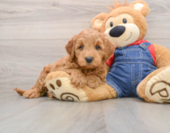 5 week old Mini Goldendoodle Puppy For Sale - Lone Star Pups