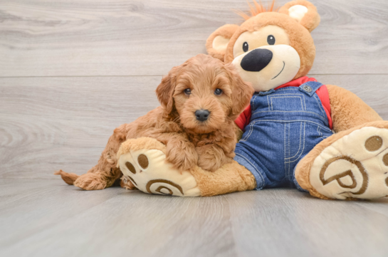 Happy Mini Goldendoodle Baby