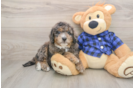 Best Mini Goldendoodle Baby