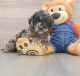 7 week old Mini Goldendoodle Puppy For Sale - Lone Star Pups