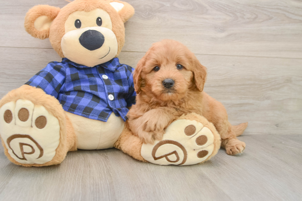 Mini Goldendoodle Puppy for Adoption