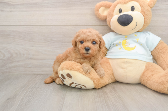 Mini Goldendoodle Puppy for Adoption