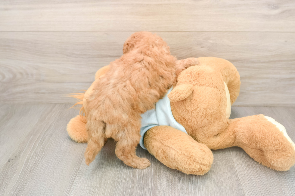 Petite Mini Goldendoodle Poodle Mix Pup
