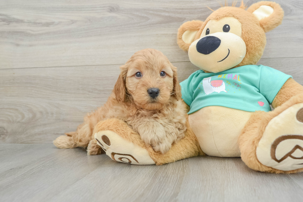 Mini Goldendoodle Pup Being Cute