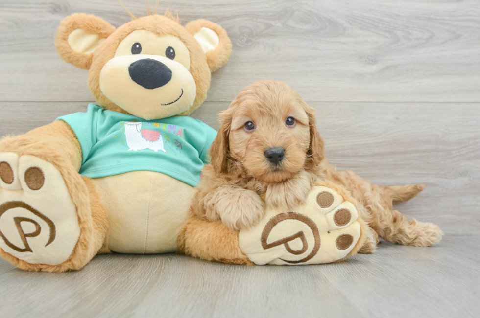 5 week old Mini Goldendoodle Puppy For Sale - Lone Star Pups