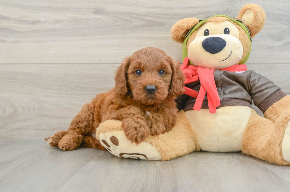 5 week old Mini Goldendoodle Puppy For Sale - Lone Star Pups