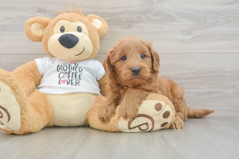 5 week old Mini Goldendoodle Puppy For Sale - Lone Star Pups