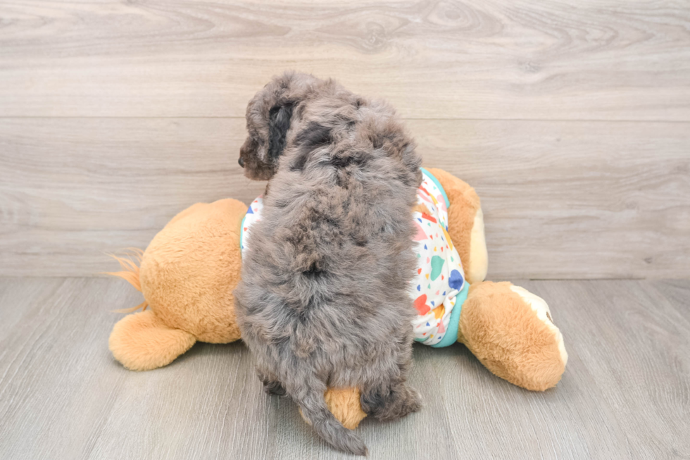 Best Mini Goldendoodle Baby