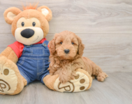 6 week old Mini Goldendoodle Puppy For Sale - Lone Star Pups