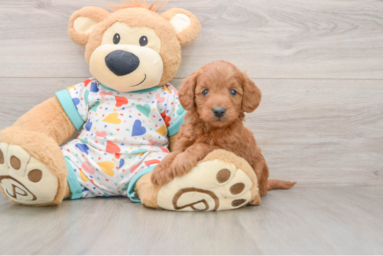 Popular Mini Goldendoodle Poodle Mix Pup
