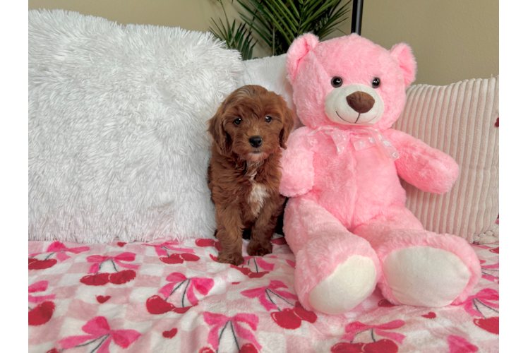 Mini Goldendoodle Puppy for Adoption