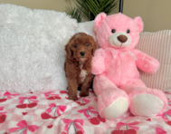 8 week old Mini Goldendoodle Puppy For Sale - Lone Star Pups