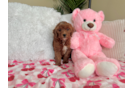 Mini Goldendoodle Puppy for Adoption