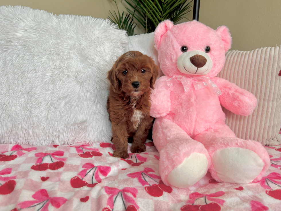 Mini Goldendoodle Puppy for Adoption