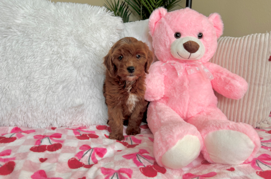 Mini Goldendoodle Puppy for Adoption