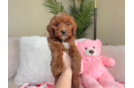 Mini Goldendoodle Puppy for Adoption