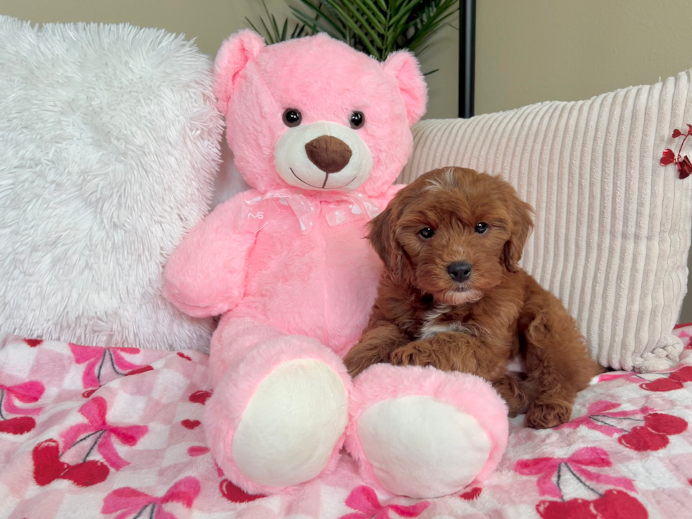 Mini Goldendoodle Pup Being Cute