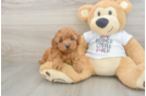 Mini Goldendoodle Pup Being Cute