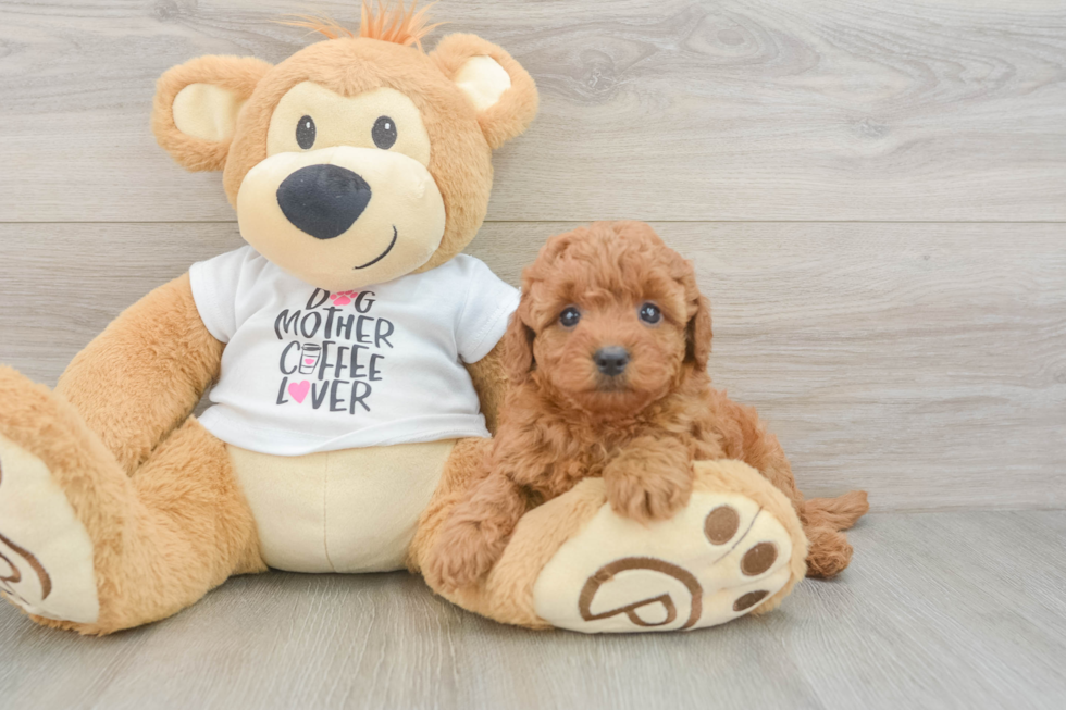 Popular Mini Goldendoodle Poodle Mix Pup